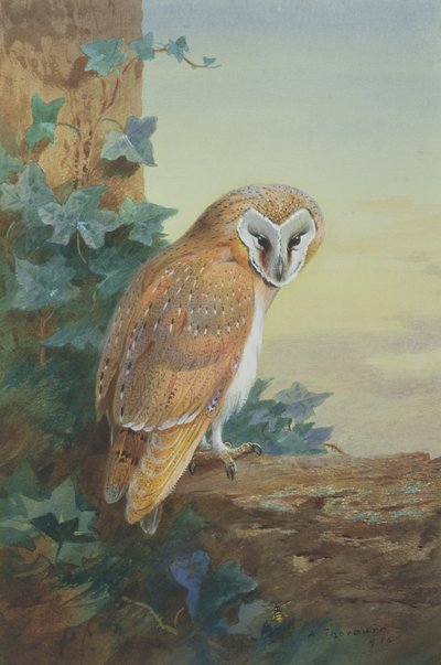 Barn Owl, 1916 by Archibald Thorburn